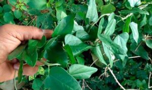 doosara-theega-upayogalu