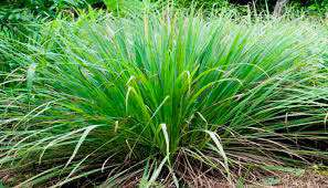 Lemon Grass