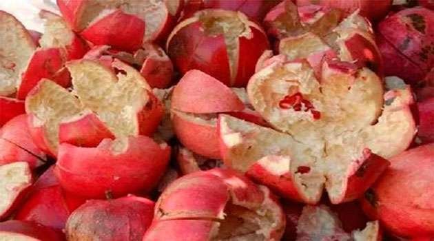 pomegranate-peels-to-prevent-piles