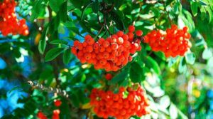 Rowan berry benefits