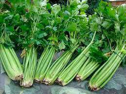 celery leaf benefits