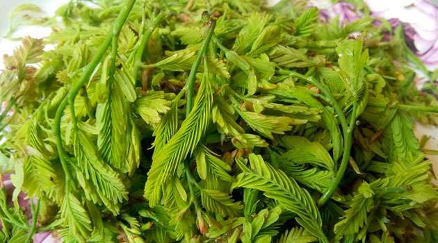 chinta chiguru benefits In telugu