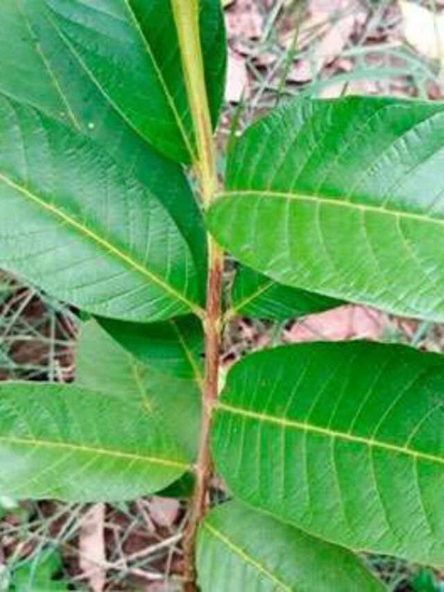 జామ ఆకులతో కళ్లు చెదిరే ఆరోగ్య ప్రయోజనాలు..