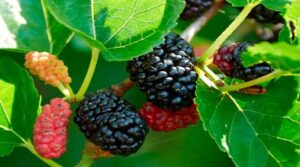 mulberry fruit