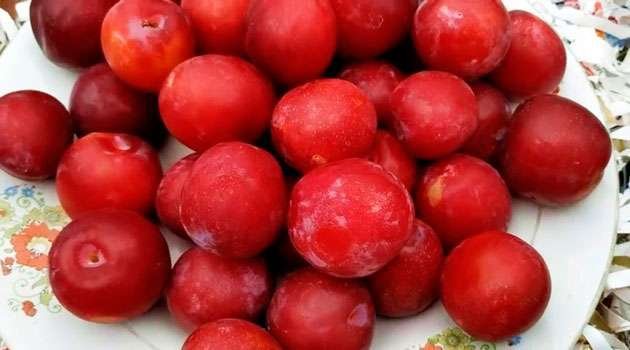 Albakara fruit Benifits :
