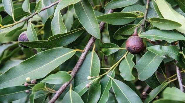 Bay Leaf diabetes