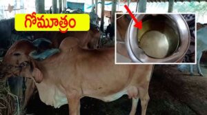 Gomutra benefits in telugu