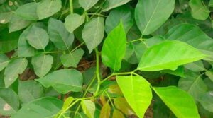 Kanuga Chettu Benefits