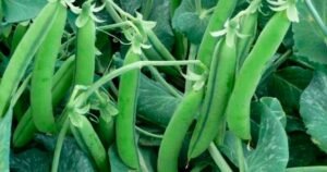 peas benefits