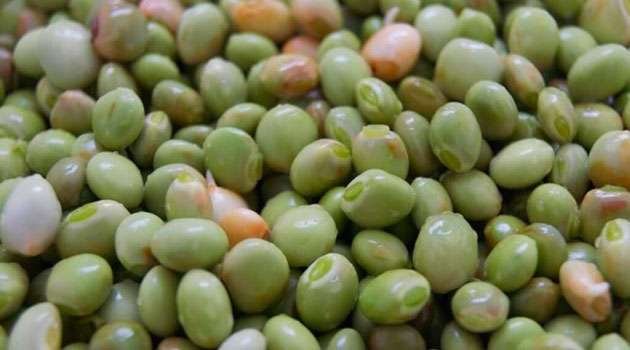 pigeon pea Benefits In Telugu