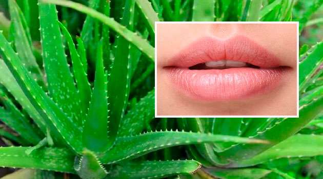 Black lips to pink lips alovera