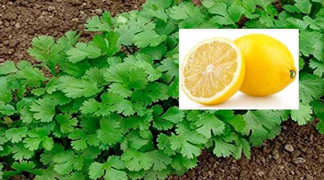 Coriander leaves and Lemon Benefits