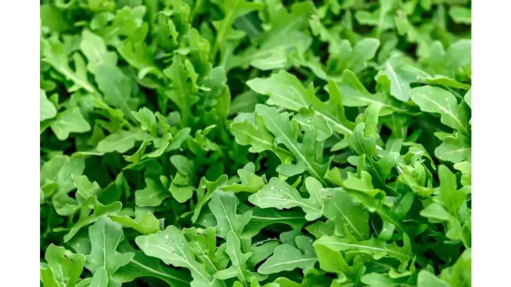 Arugula