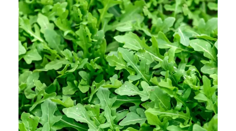 Arugula