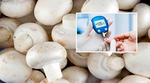 Mushroom is best for sugar patients