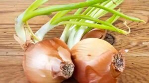 Sprouted Onions Health Benefits In Telugu
