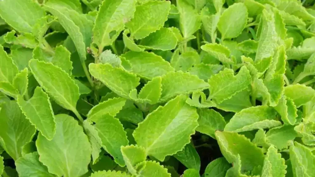 ajwain leaf
