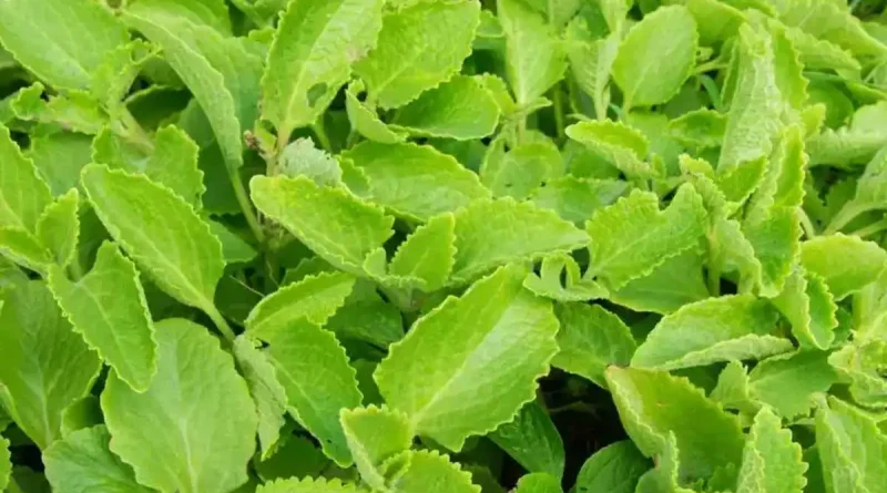 ajwain leaf