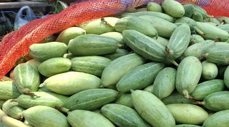 Budama Kayalu