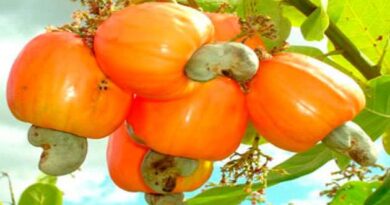 jeedimamidi Fruit Benefits in telugu