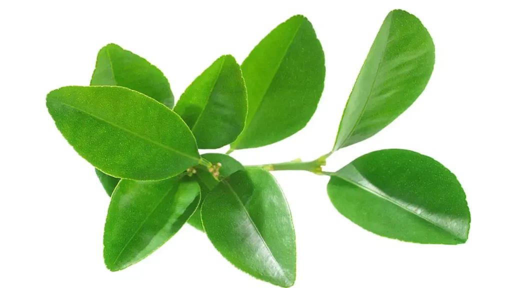 Lemon Leaves