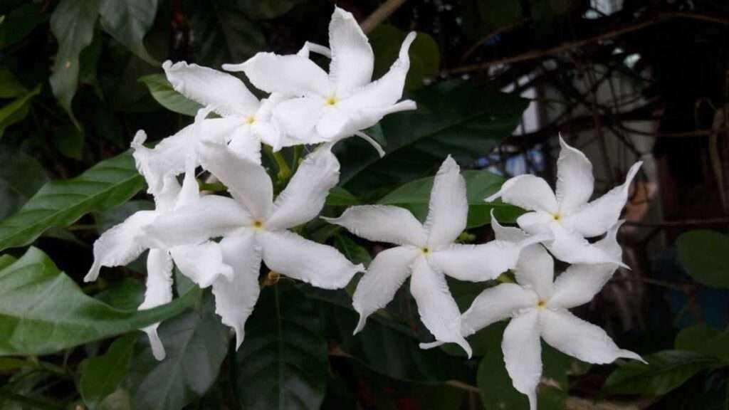 nandivardhanam