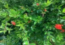 pomegranate leaves