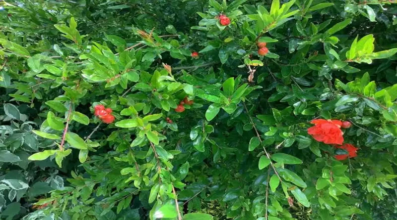 pomegranate leaves