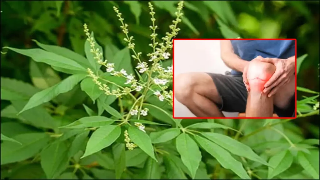 vavili leaf joint pain