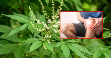 vavili leaf joint pain