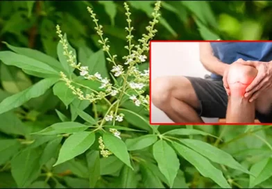 vavili leaf joint pain