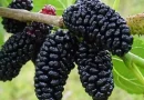 Mulberry