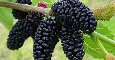 Mulberry