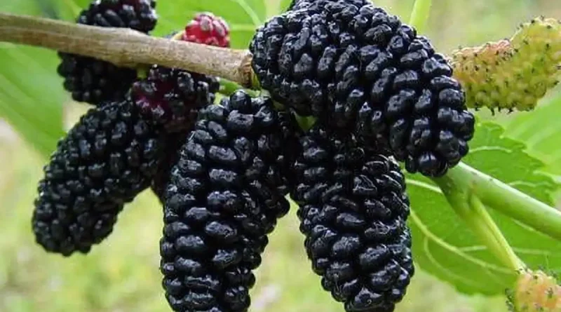 Mulberry