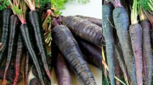 Black Carrot Benefits In telugu