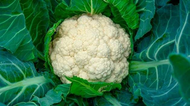 cauliflower leaves Benefits In telugu