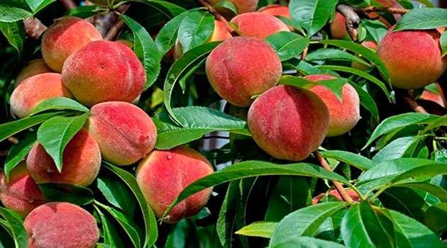 Health benefits of Peaches In Telugu