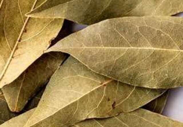 Bay Leaf diabetes In Telugu