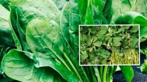 spinach Vs fenugreek leaves Benefits In telugu