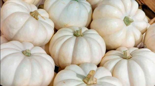 white pumpkin benefits In Telugu