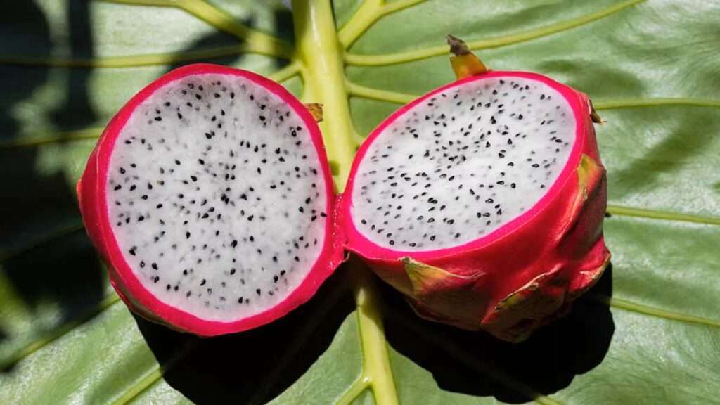 Dragon fruit