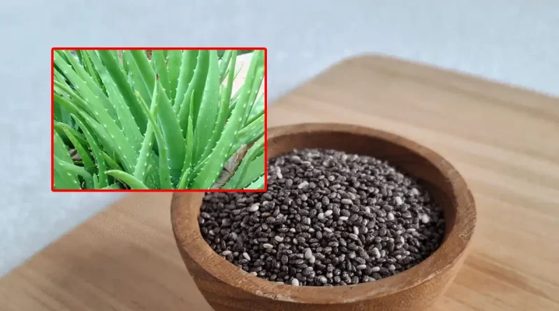alovera and kalonji hair fall