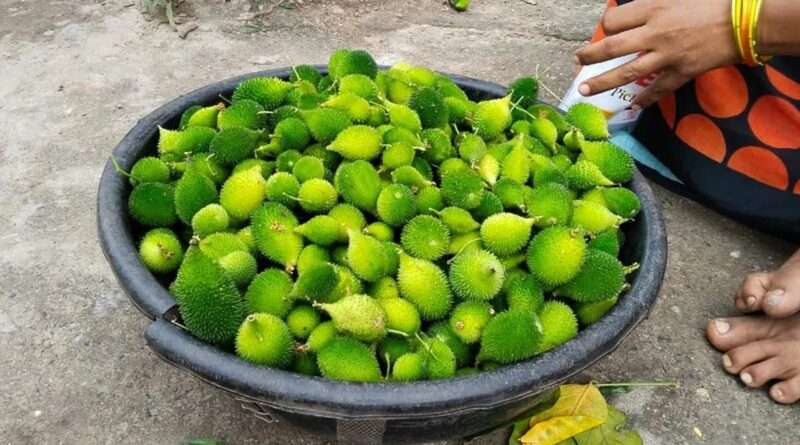 boda-kakarakaya benefits