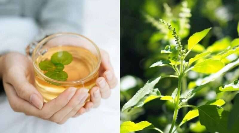 tulasi water benefits