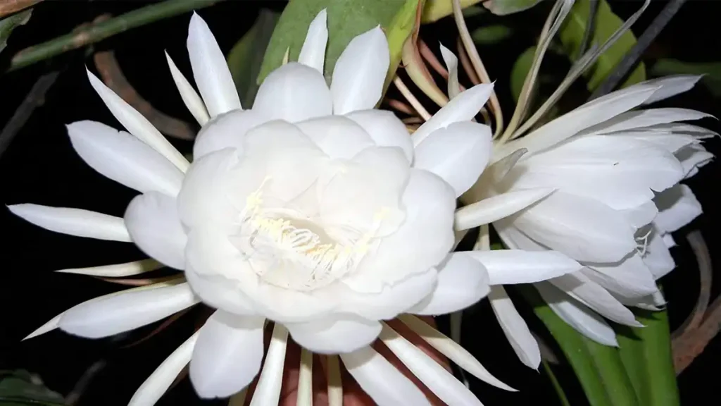 brahma kamalam