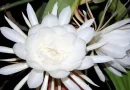 brahma kamalam