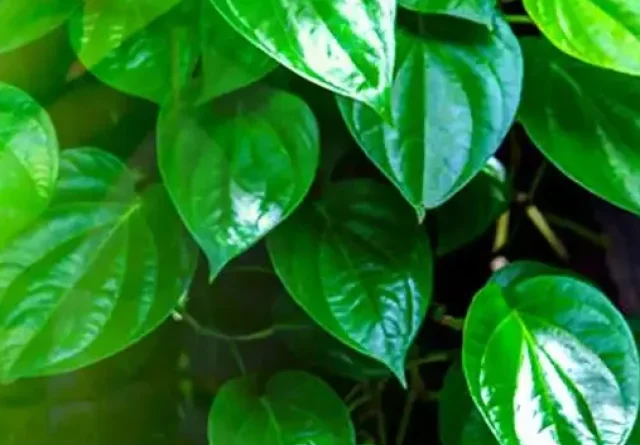 cropped-betel-leaf.webp
