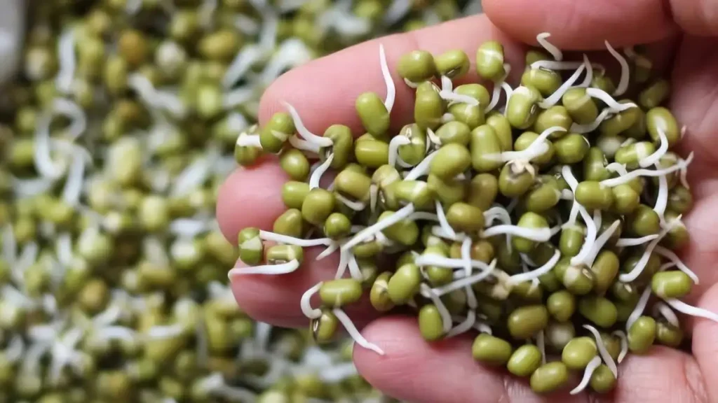 sprouts benefits