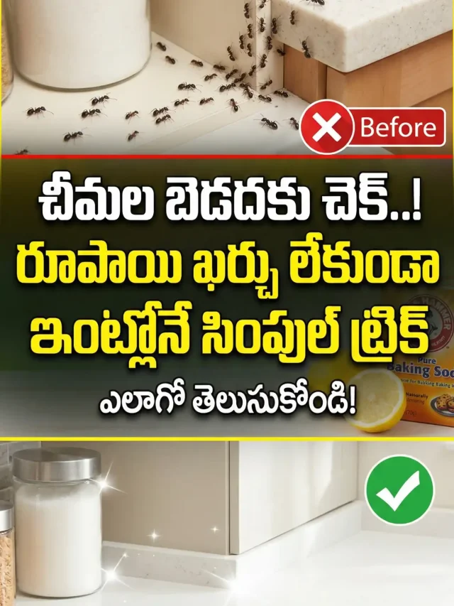 ఇలా చేస్తే  రూపాయి ఖర్చు లేకుండా  చీమల బెడదకు గుడ్‌బై చెప్పొచ్చు!