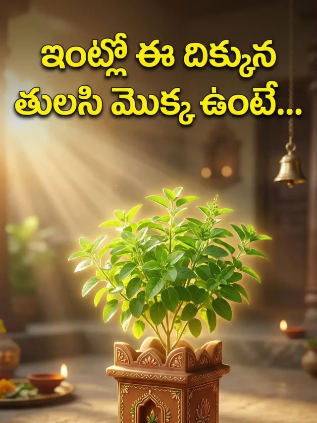 ఇంట్లో ఈ దిక్కున తులసి మొక్క ఉంటే అదృష్టం!